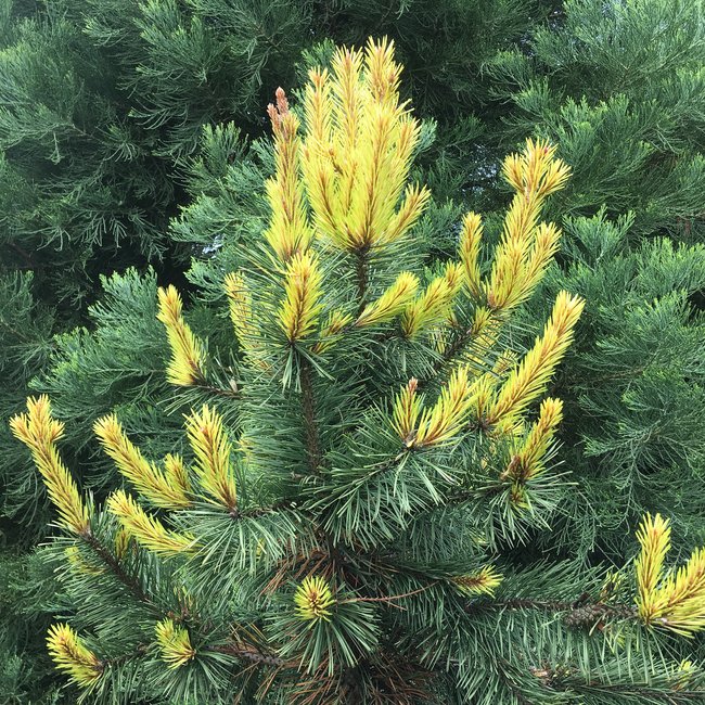 Pinus contorta 'Taylor's Sunburst'
