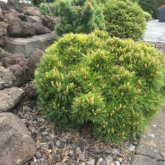 Pinus bungeana 'June's Broom'