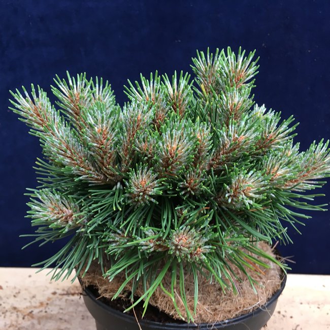 Pinus uncinata 'Gloria'