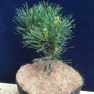 Pinus peuce 'Nana'  ('Arnold Dwarf)'