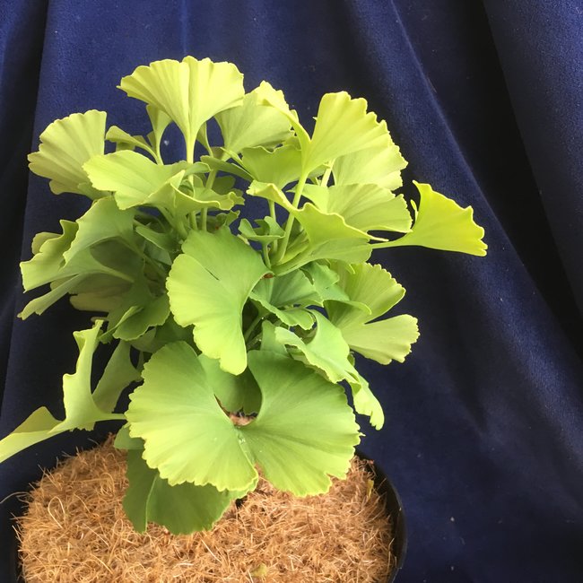 Ginkgo biloba 'Bernheim Broom'