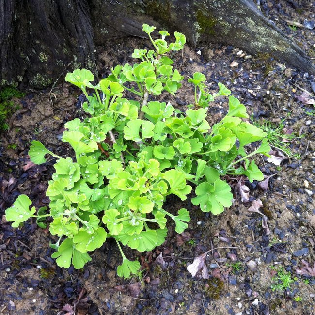 Ginkgo biloba 'Bernheim Broom'