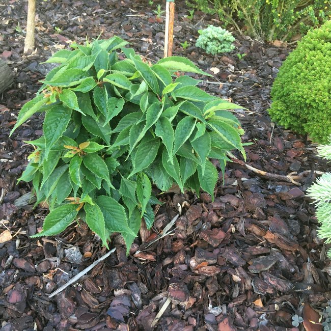 Prunus serrulata 'Little Jeremy'