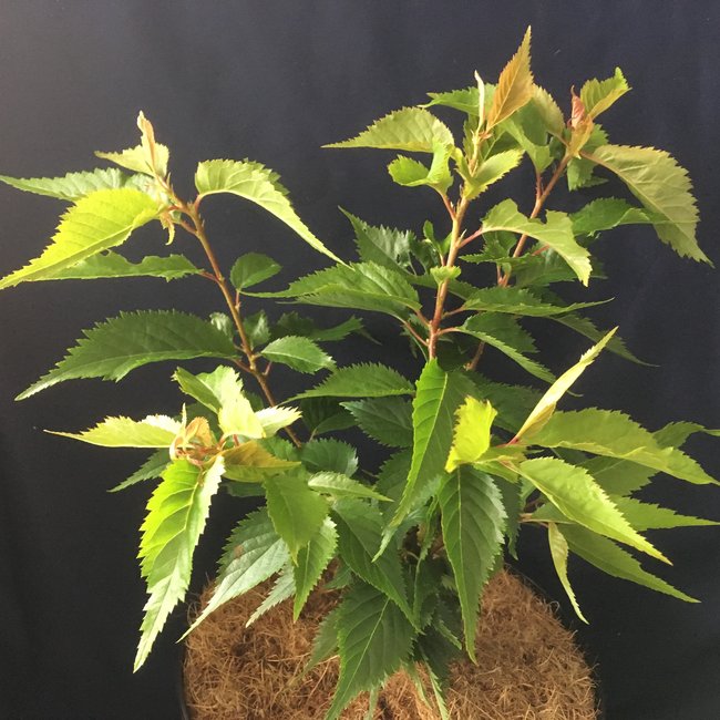 Prunus serrulata 'Little Jeremy'