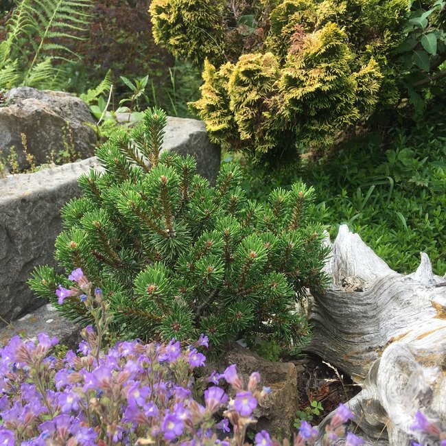 Pinus mugo 'Borobeck'