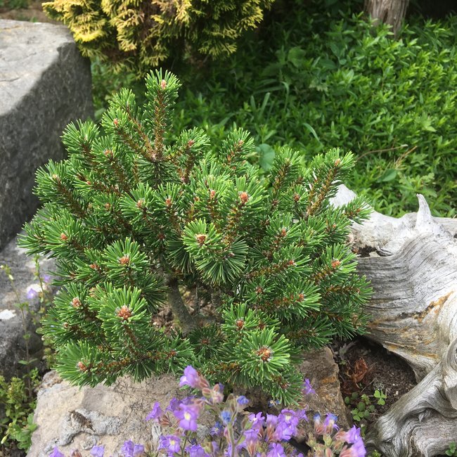 Pinus mugo 'Borobeck'