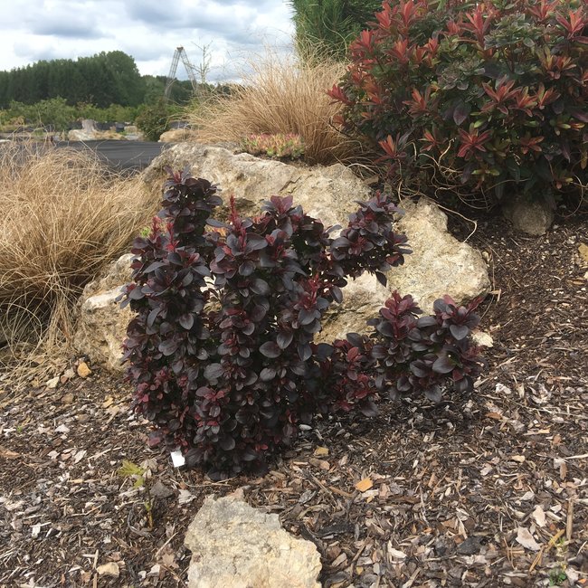Berberis thunbergii 'Concorde'