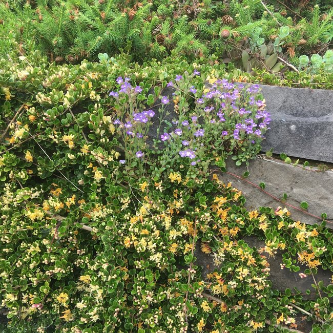 Lonicera crassifolia 'Little Honey'