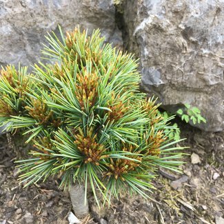 Pinus koraiensis 'Spring Grove'