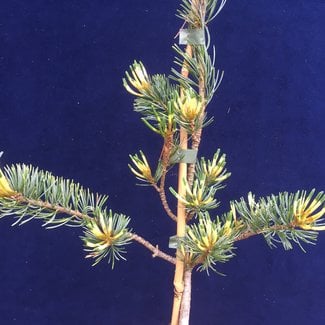 Pinus parviflora 'Shikoku-goyo'