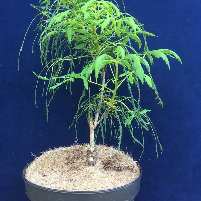 Aesculus hippocastanum 'Laciniata'