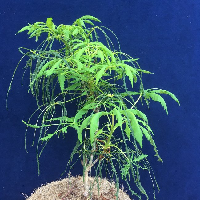 Aesculus hippocastanum 'Laciniata'