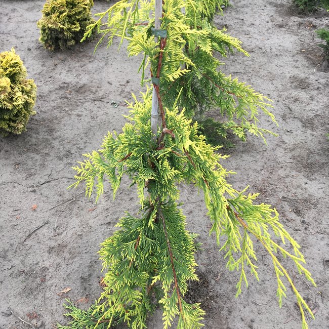 Xanthocyparis nootkatensis 'Golden Waterfall'