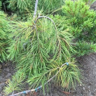 Pinus strobus 'Angel Falls'