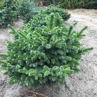 Picea omorika 'Pimoko'