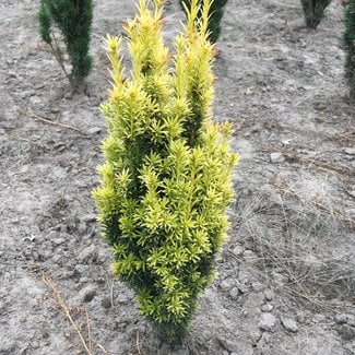 Taxus baccata 'Ivory Tower'