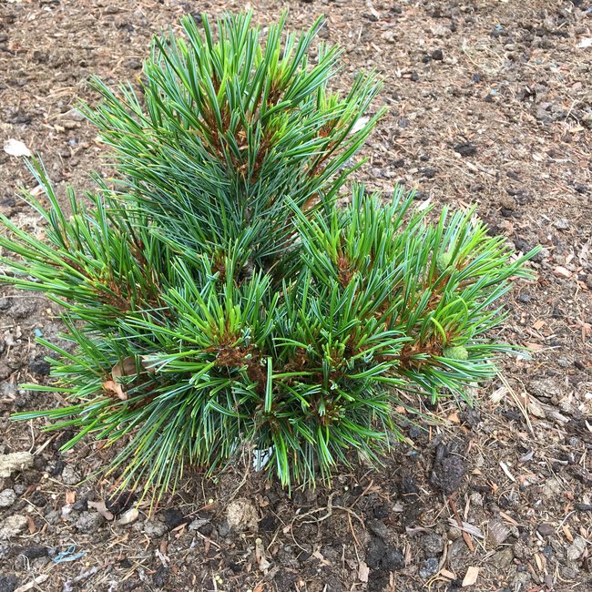 Pinus koraiensis 'China Boy'