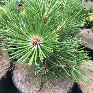 Pinus nigra 'Pinc'