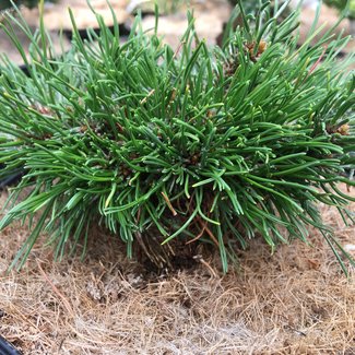 Pinus mugo 'Nerost'