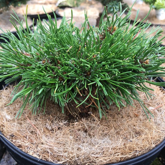 Pinus mugo 'Nerost'
