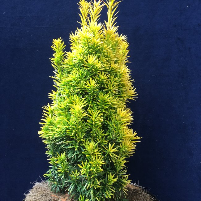 Taxus baccata 'Standishii'