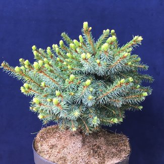 Picea omorika 'Alexandra'