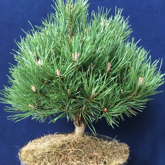 Pinus uncinata 'Dom'