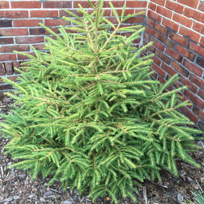 Picea abies 'Razzle'