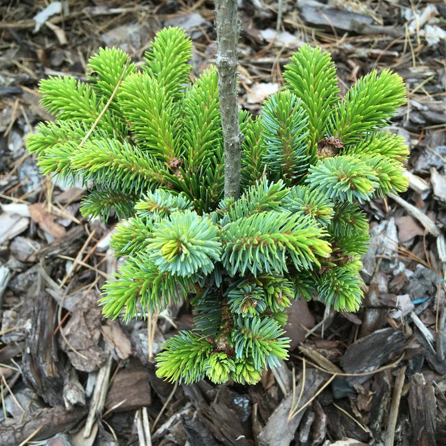 Picea jezoensis 'Hroch'