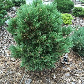 Pinus flexilis 'Tara Mae'