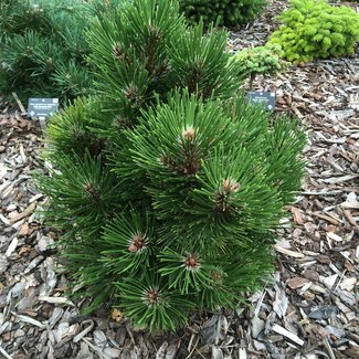 Pinus heldreichii 'Tessaloniki'