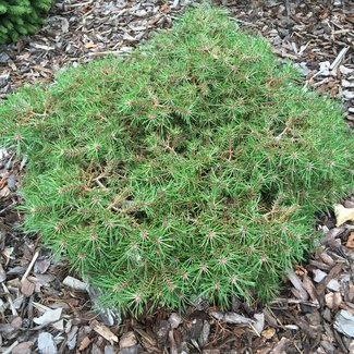 Pinus sylvestris 'Joseph Holzbecher'