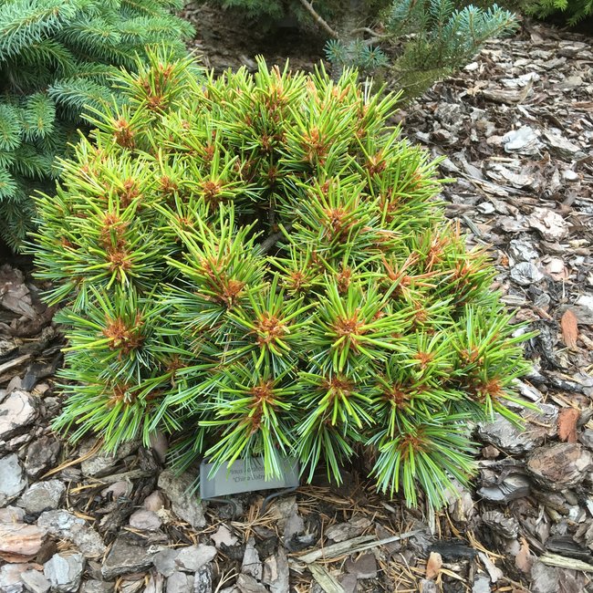 Pinus koraiensis 'China Boy'