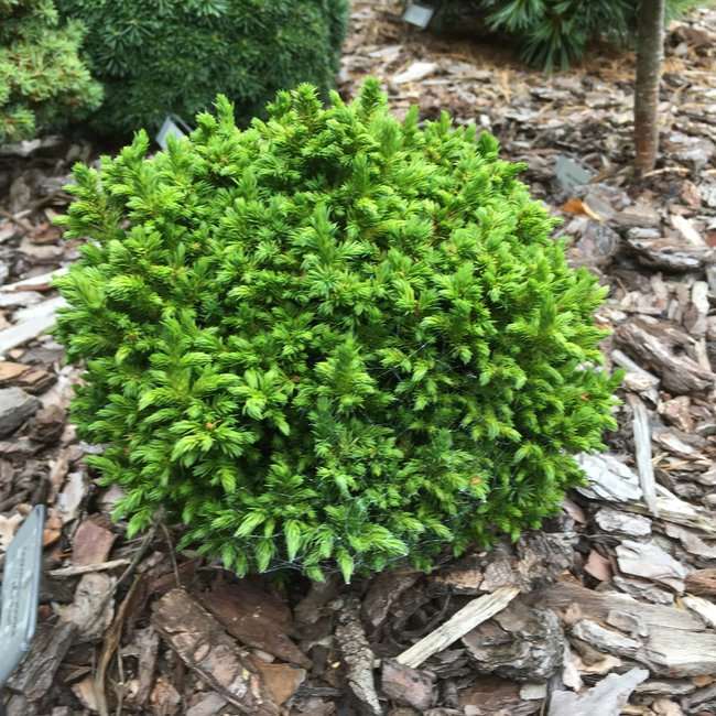 Cryptomeria japonica 'Green Pearl'