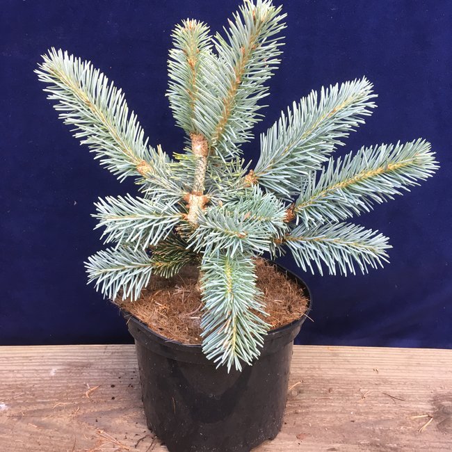 Abies lasiocarpa 'Compacta'
