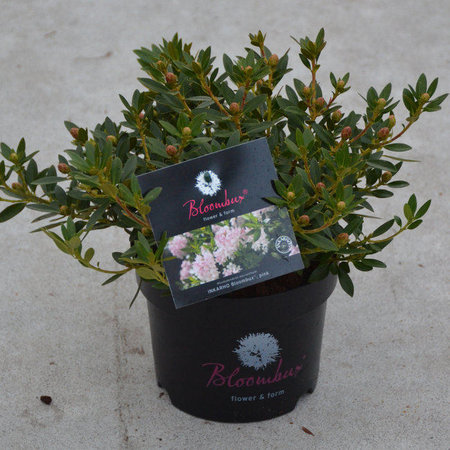 Rhododendron 'Bloombux ®'