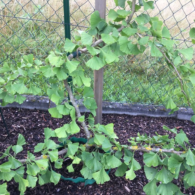 Ginkgo biloba 'Nelleke'