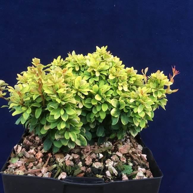 Berberis thunbergii 'Goldalita'