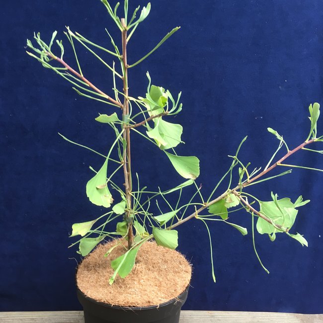 Ginkgo biloba 'Weeping Wonder'