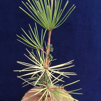 Sciadopitys verticillata 'Gold Rush'