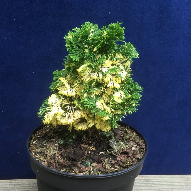 Chamaecyparis obtusa ' Baldwin's Variegated'