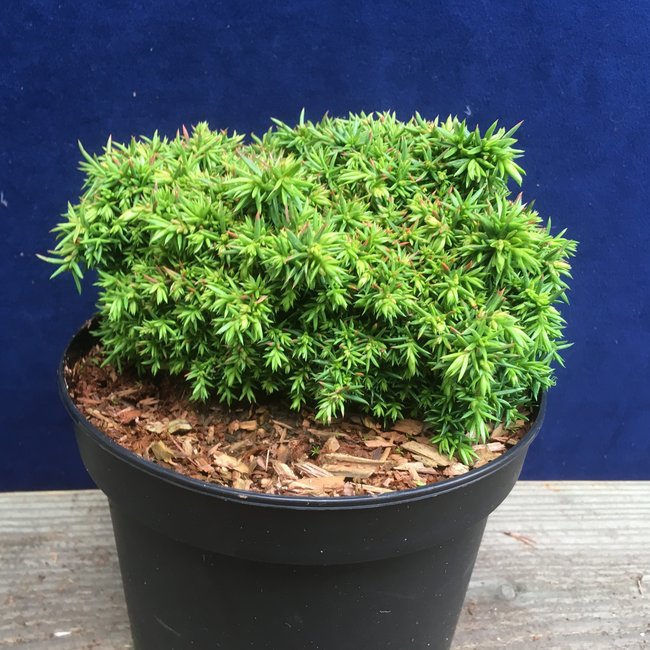 Cryptomeria japonica 'Tenzan'