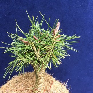 Pinus mugo 'Schön Ilse'