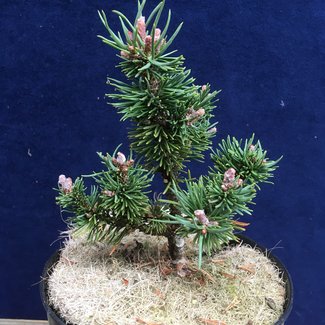 Pinus mugo 'Kafumbi' (syn. Enkhuizen)