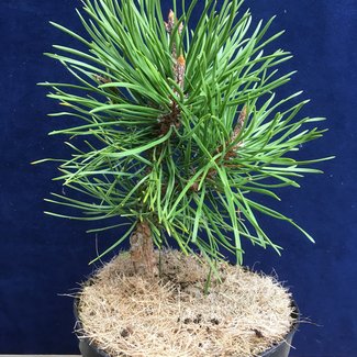 Pinus contorta 'Jerry Morris'