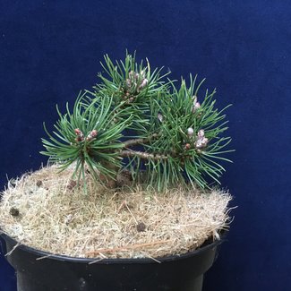 Pinus mugo 'Mini Mini'