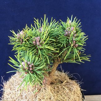 Pinus mugo 'Klubicko'