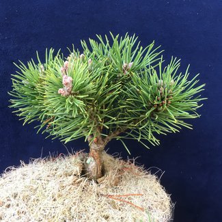 Pinus uncinata 'Fussball'