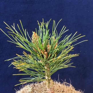 Pinus peuce 'Hexenbesen'