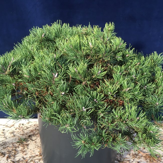 Pinus mugo 'Kudrnac'